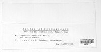Gremmenia infestans image